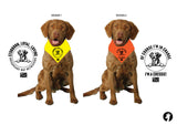 Chesapeake Bay Retriever - CBRR&R Dog Bandanas